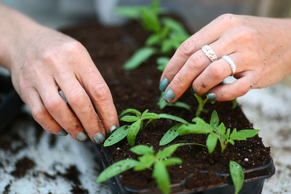 Пикировка рассады.