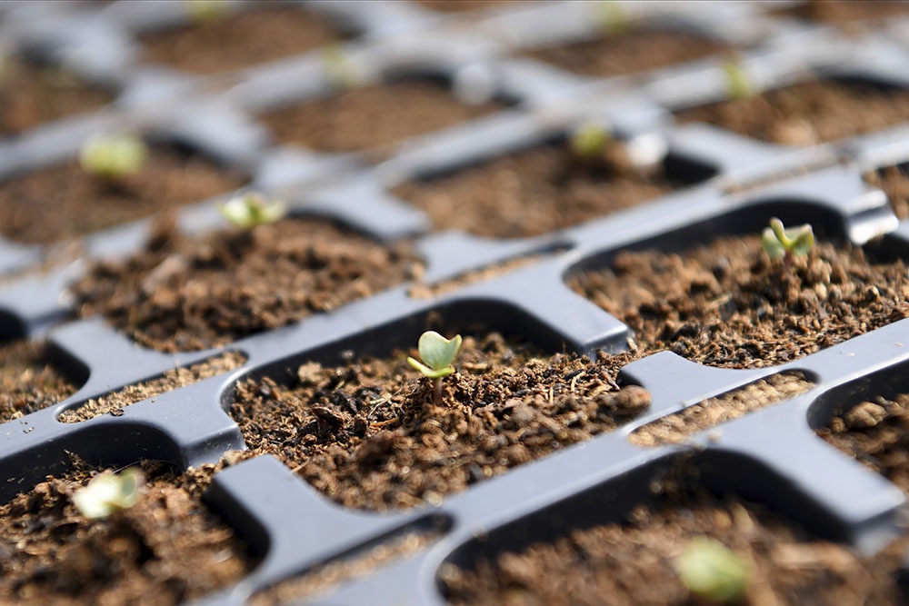 Молодые ростки рассады капусты, посеять на рассаду в апреле.