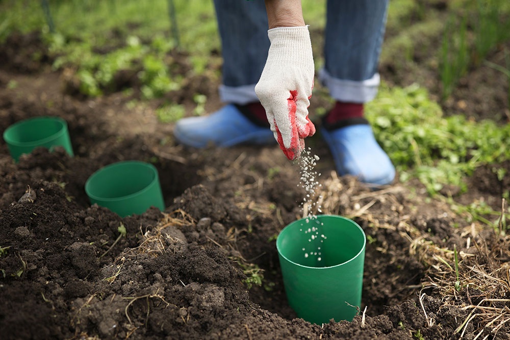 Обработка почвы перед посадкой. Вносить удобрения. Cажать растения в апреле.