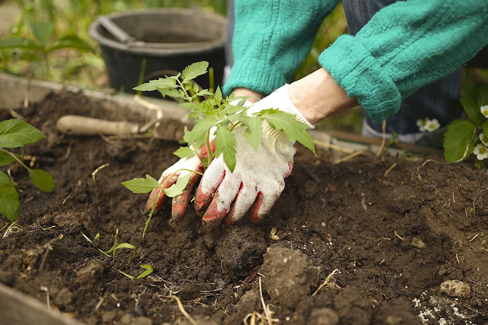 Сажать рассаду томатов в теплице весной.