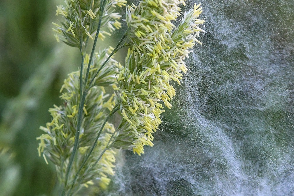 Пыление трав, пыльца трав, аллерген, триггеры аллергии.