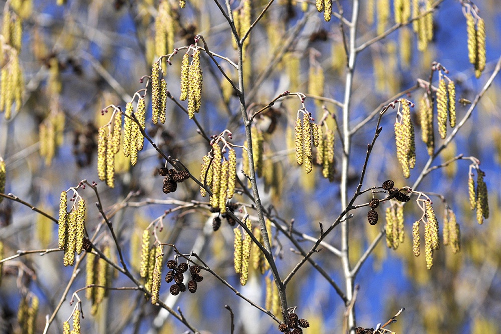 Ольха цветет ранней весной. Для аллергиков это опасный период: пыльца может провоцировать крапивницу, удушье и анафилаксию.