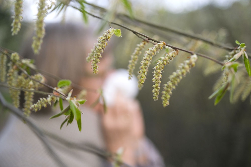 Аллергия на пыльцу, весна.  Что делать при реакции на пыльцу.