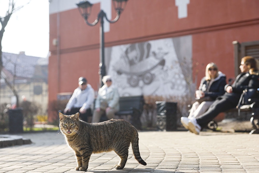 Зеленоградск. Кошка на Курортном проспекте. 