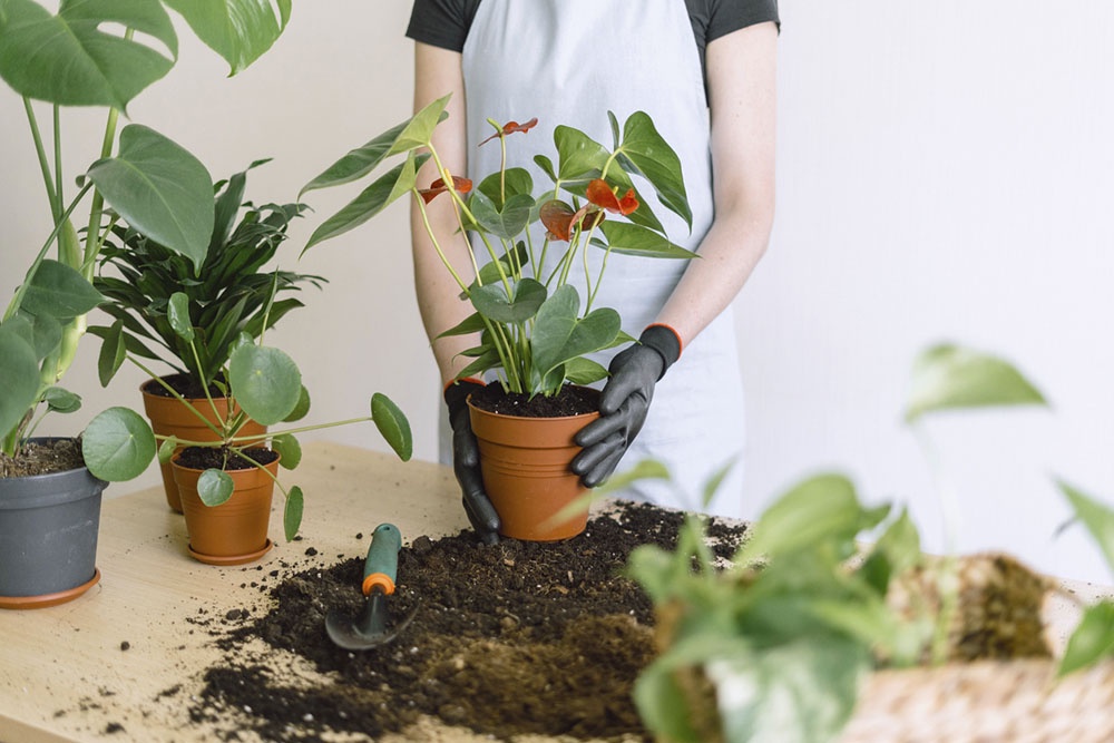 Комнатные растения для дома: 7 полезных видов и как за ними ухаживать.