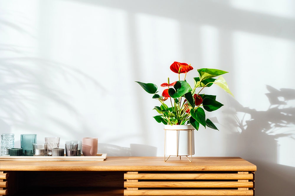 Красный антуриум в интерьере. размещать растения в квартире.