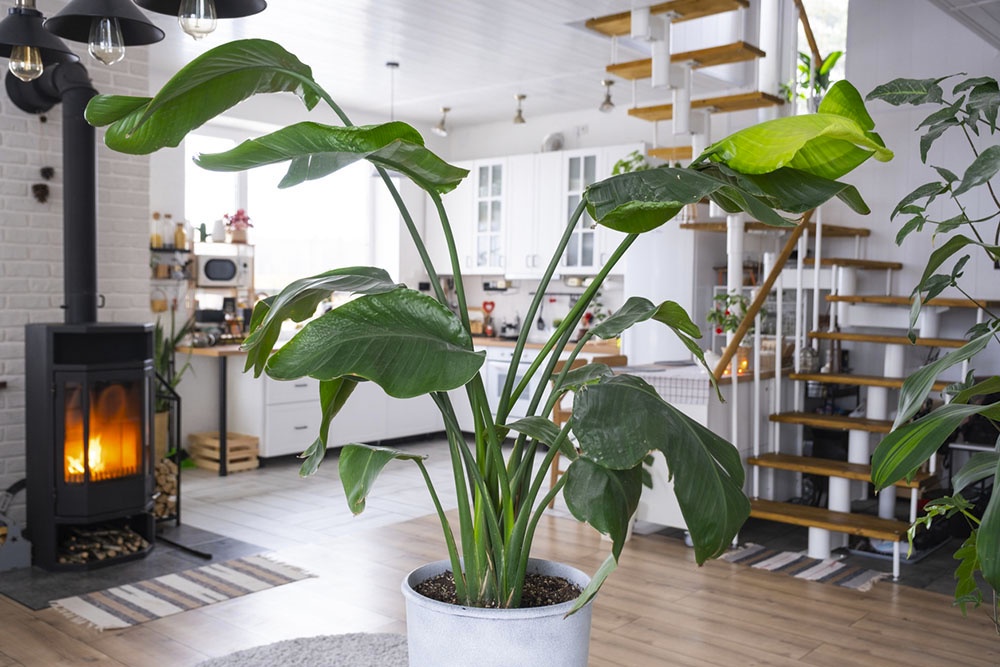 Стрелиция Николая, Strelitzia nicolai Комнатные растения для дома: польза и особенности ухода.