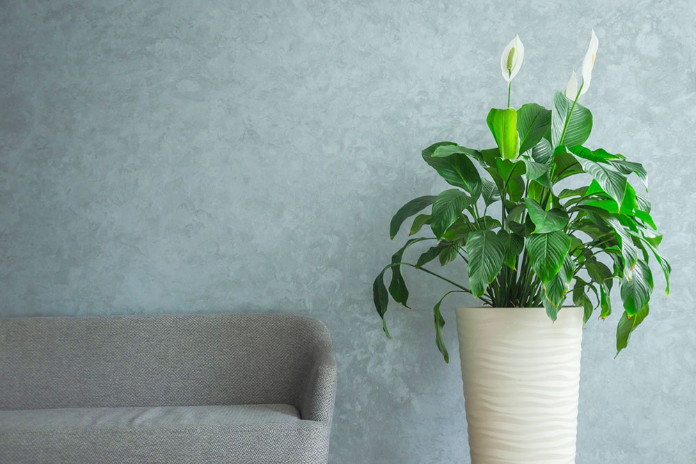 Спатифиллум. Комнатные растения для дома: польза и особенности ухода.