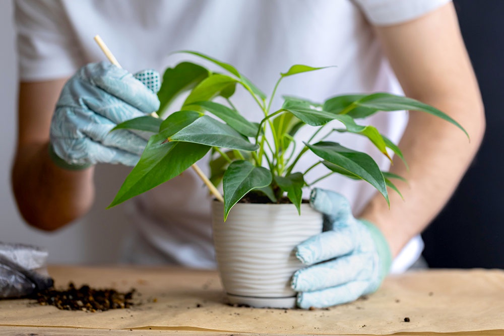 Рыхлить почву.