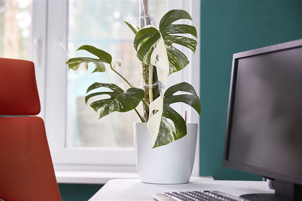 Монстера вариегата. Комнатные растения для дома: польза и особенности ухода.