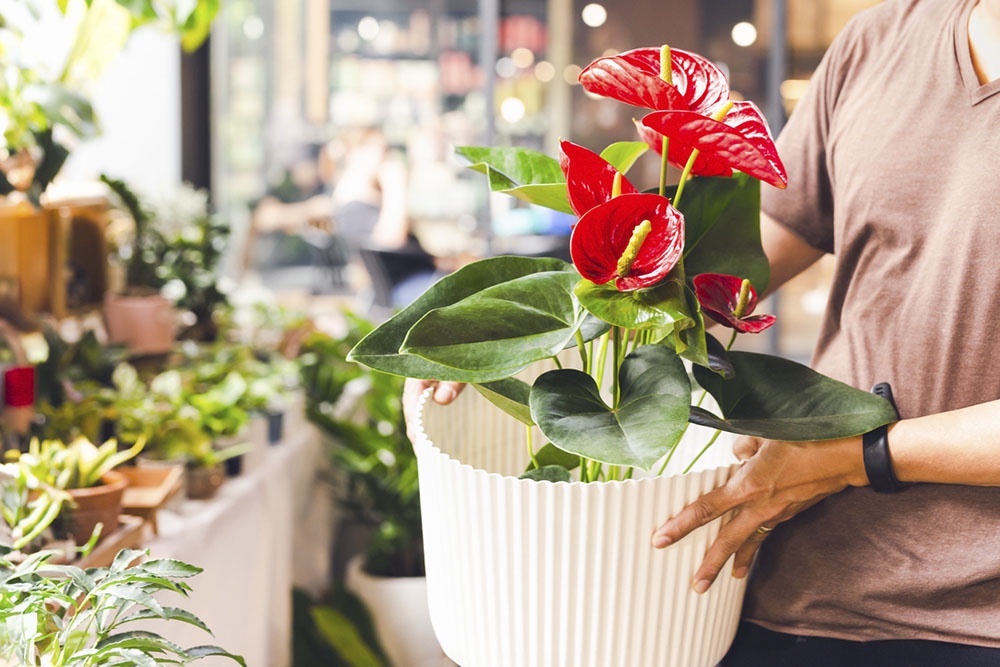 Антуриум. Комнатные растения для дома: польза и особенности ухода.