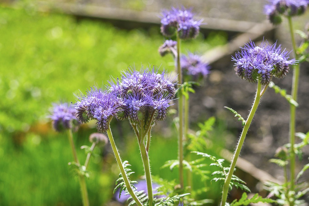 Фацелия, сидерат. Разрыхление тяжелых глинистых почв корневой системой сидератов повышает их воздухопроницаемость.