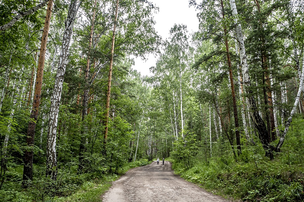 . Кологривский лес