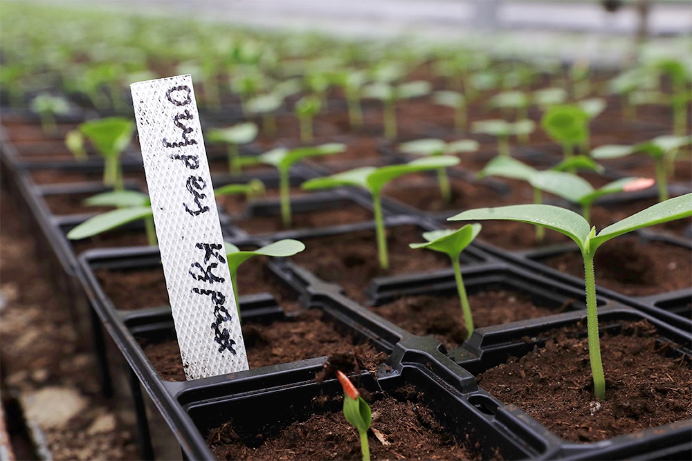 рассада огурцов