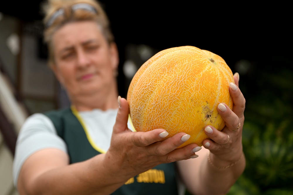 дыня в руках продавца