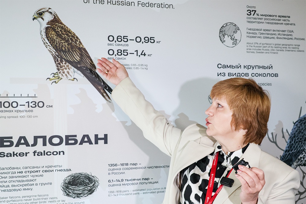 Женщина указывает рукой на изображение сокола на стенде