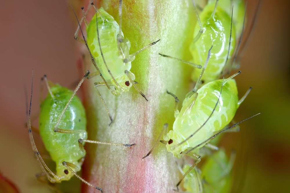 тля не стебле
