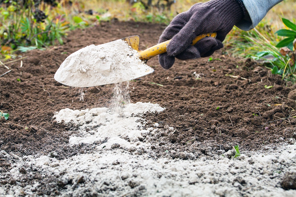 Рука с совком рассыпает удобрение на грядки