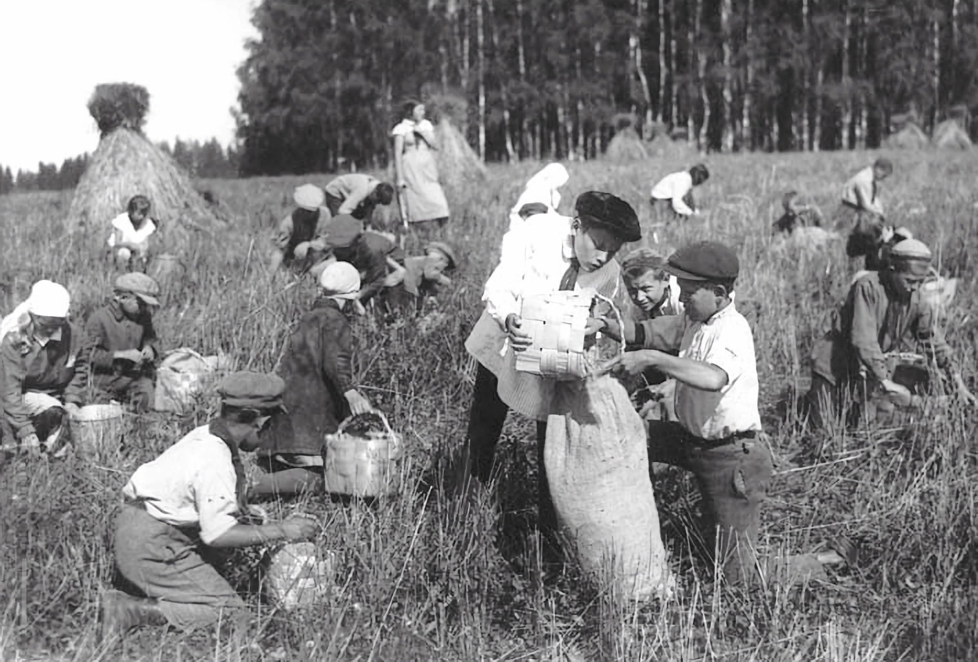 Пионеры за сбором колосков. Колхоз "Молочное". 1933