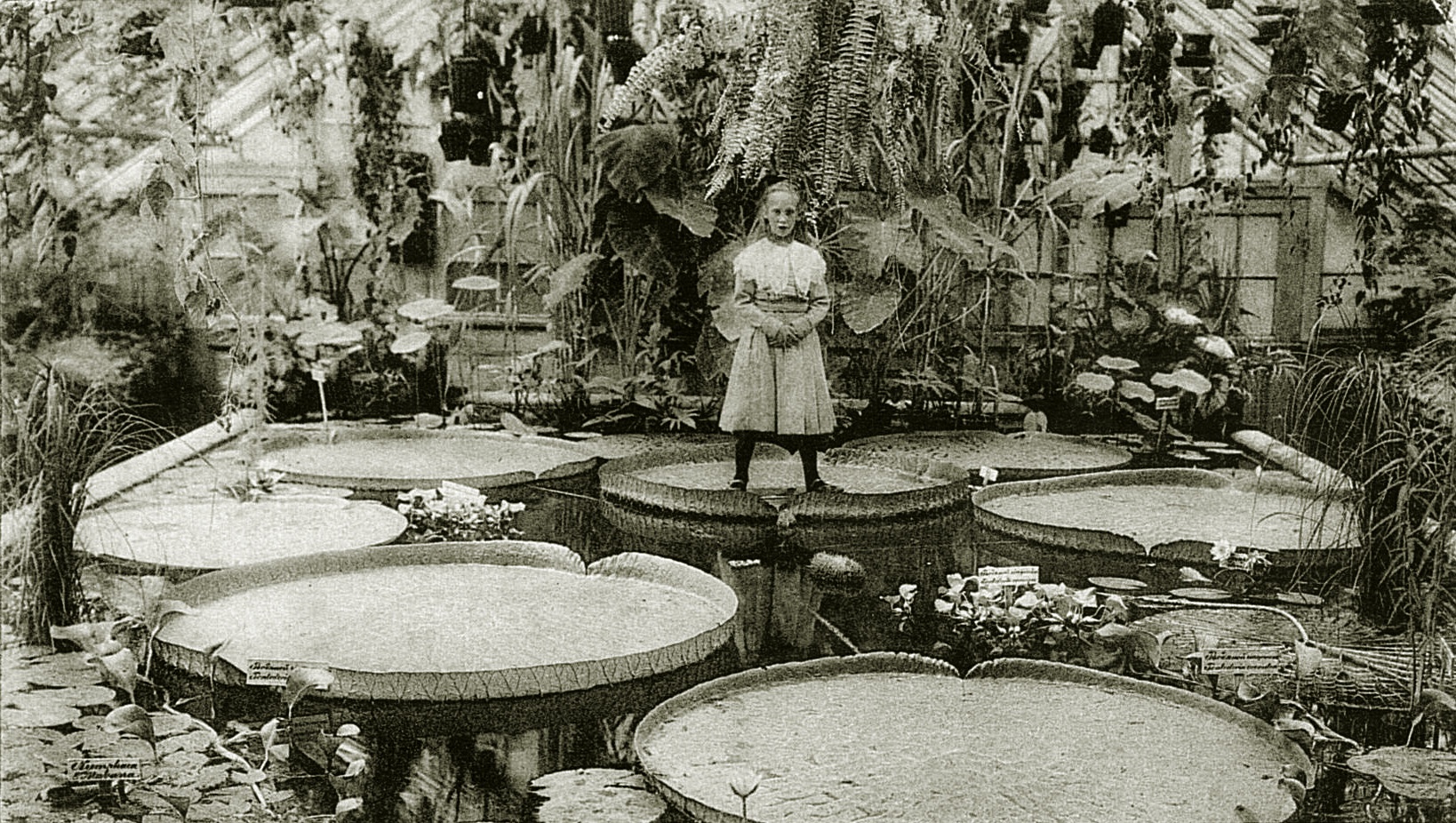 Лист кувшинки виктории-регии может выдерживать вес до 35 кг. 1910