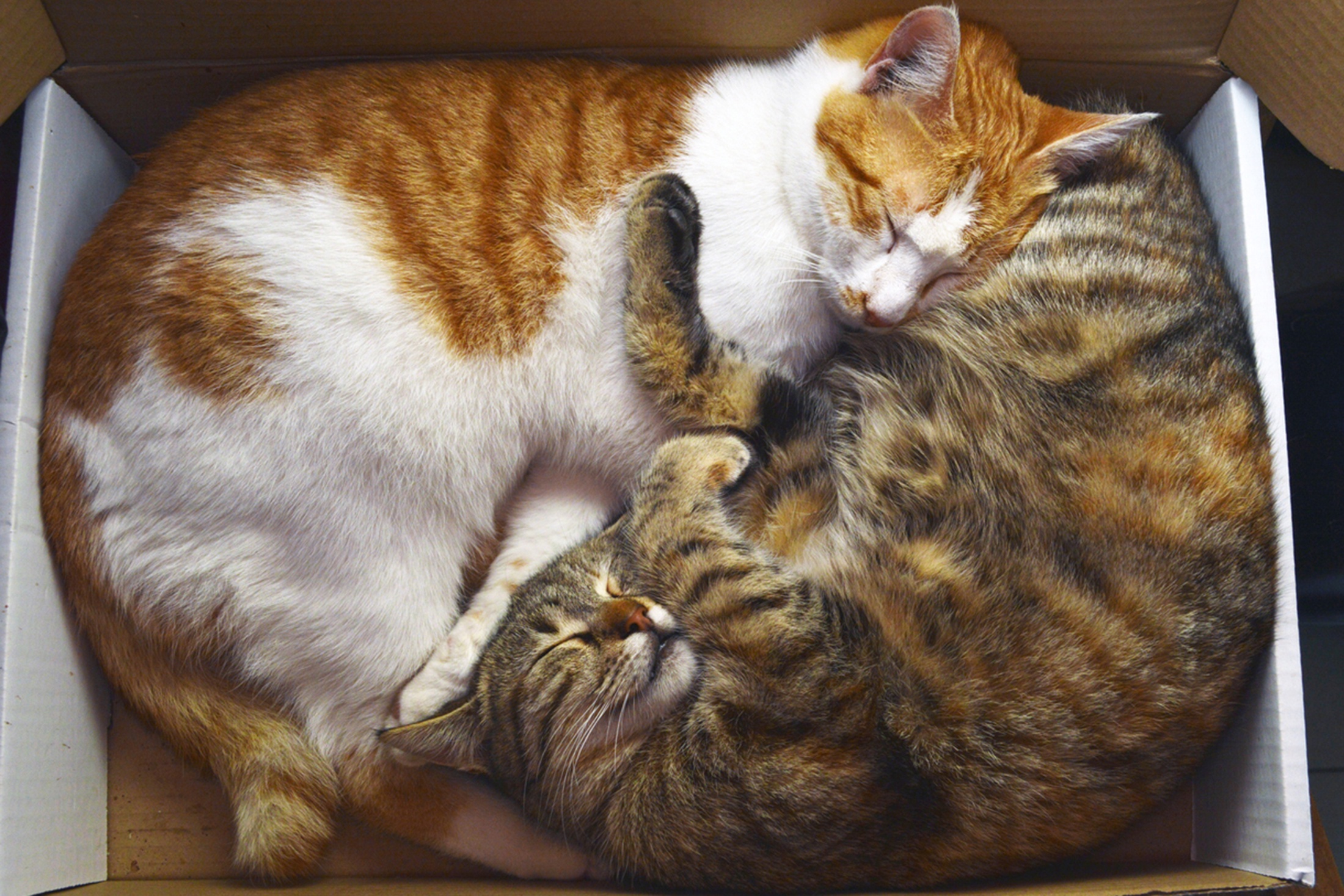 кошки в коробках