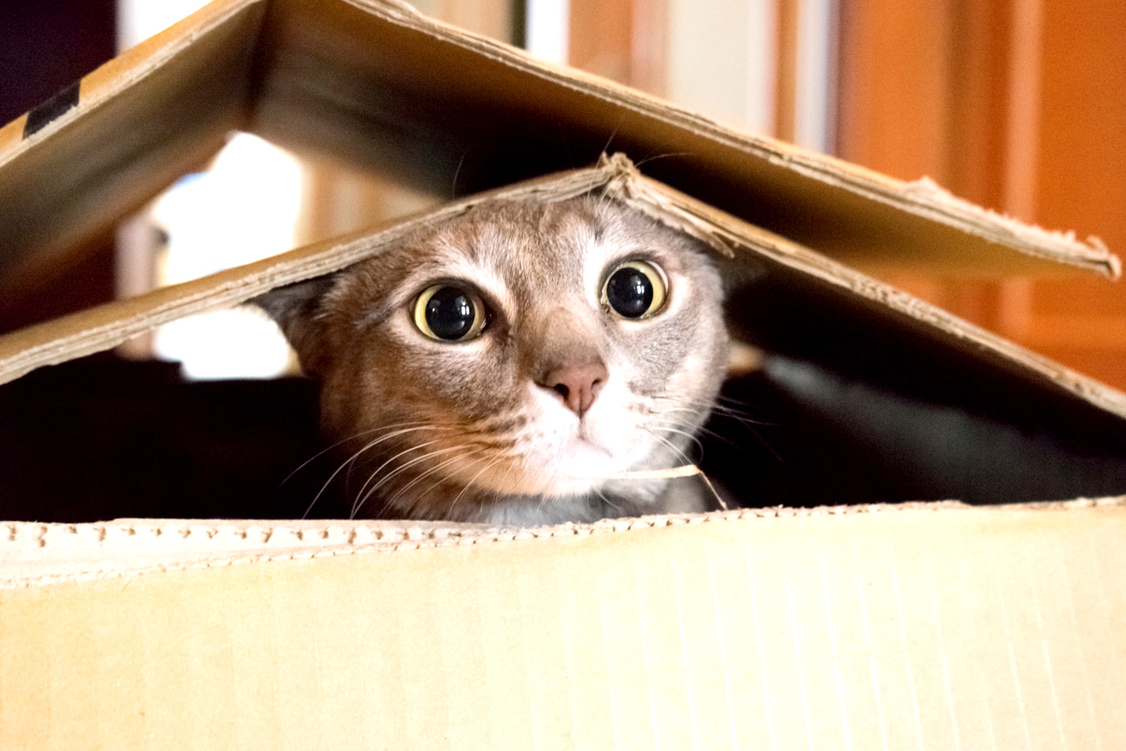 кошка в коробке