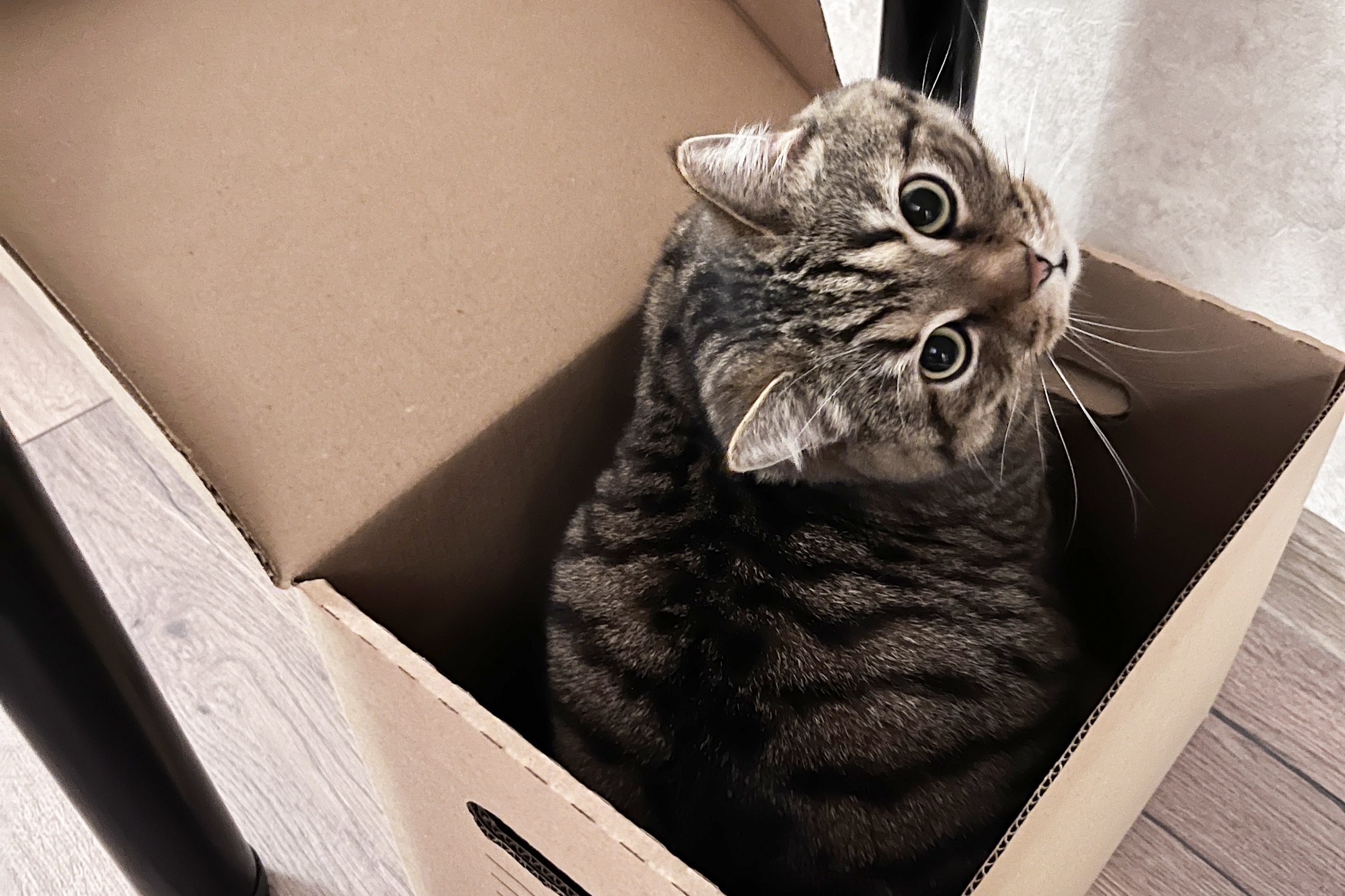  коробка должна быть ненамного больше самой кошки. 