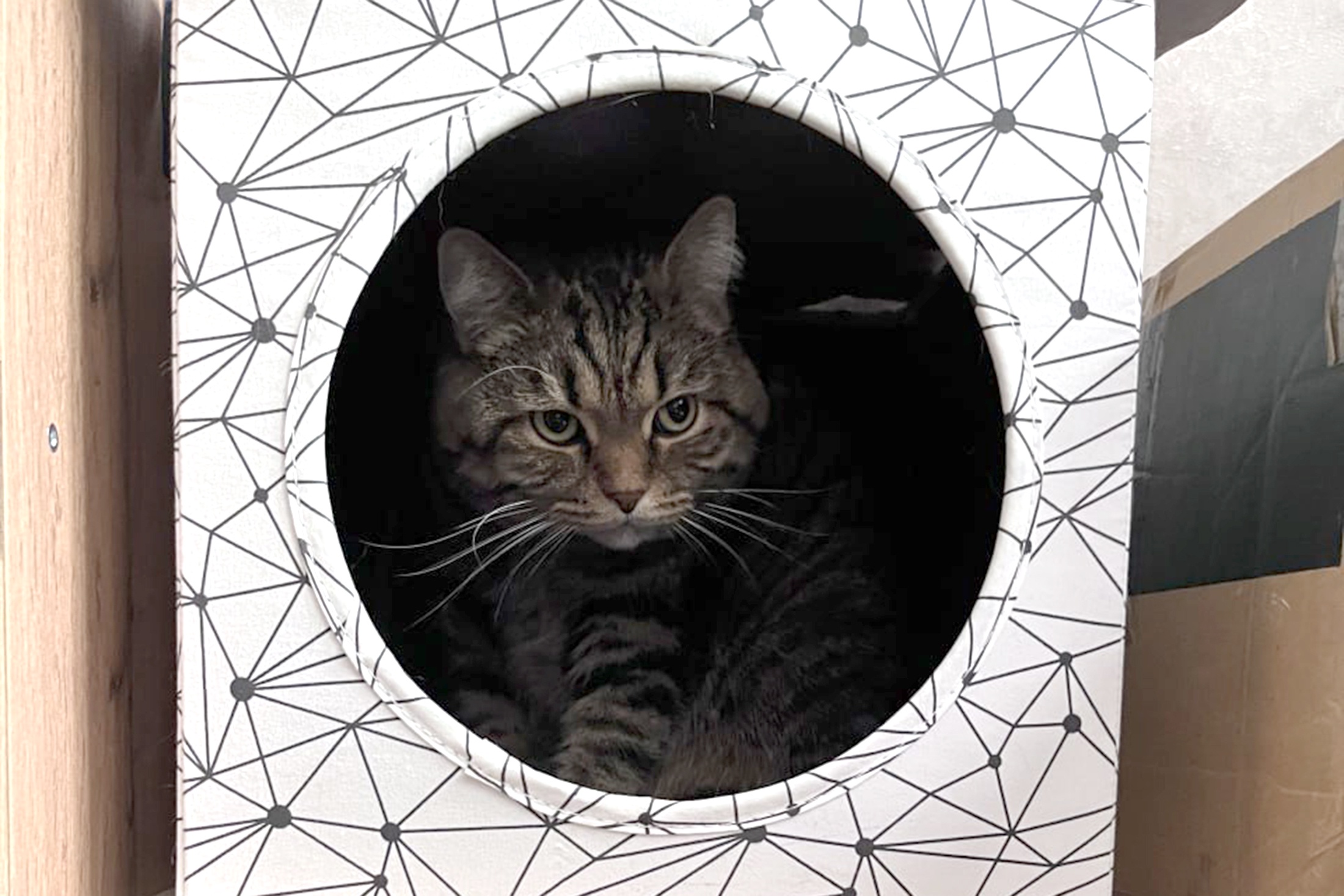 кошка уют в коробке