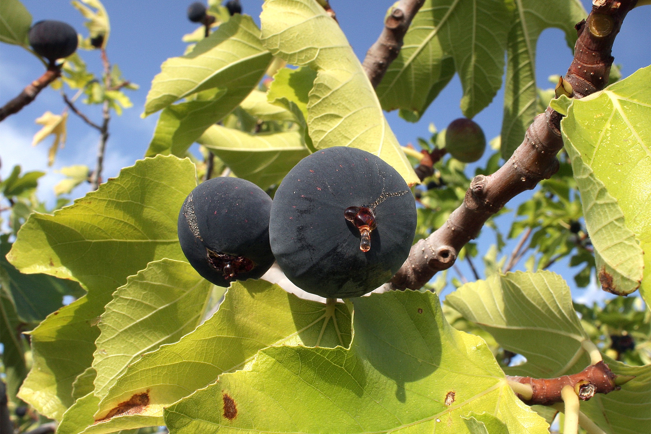 Инжир растет на дереве