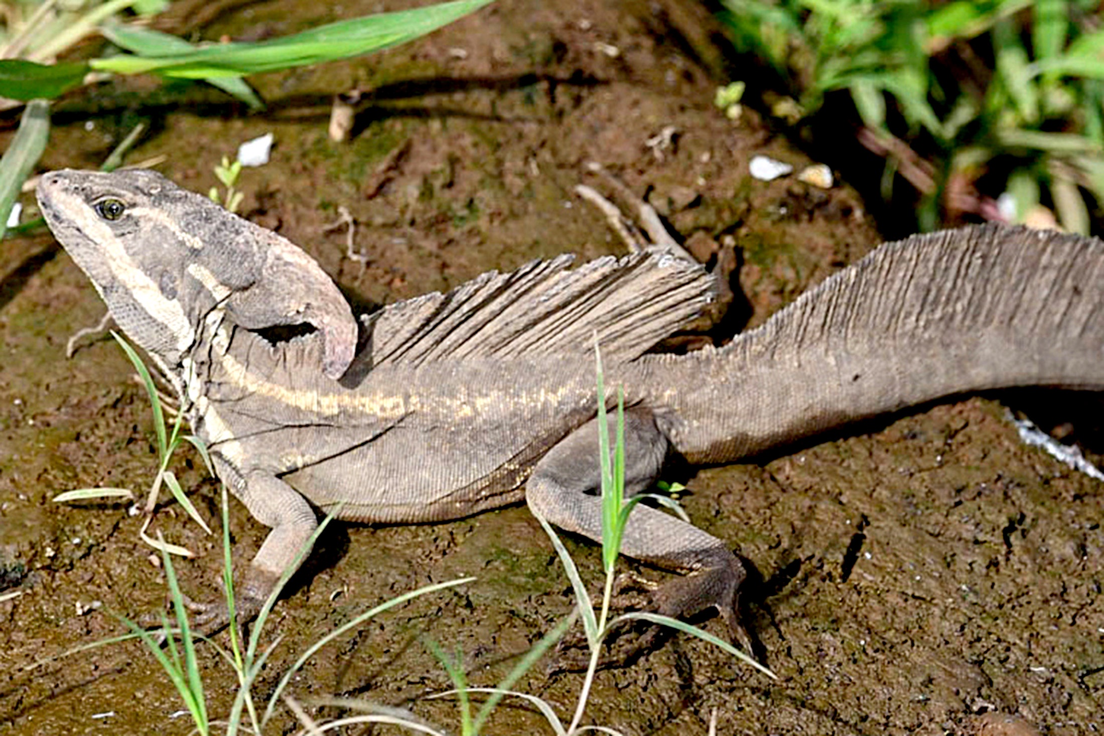Шлемоносный василиск 