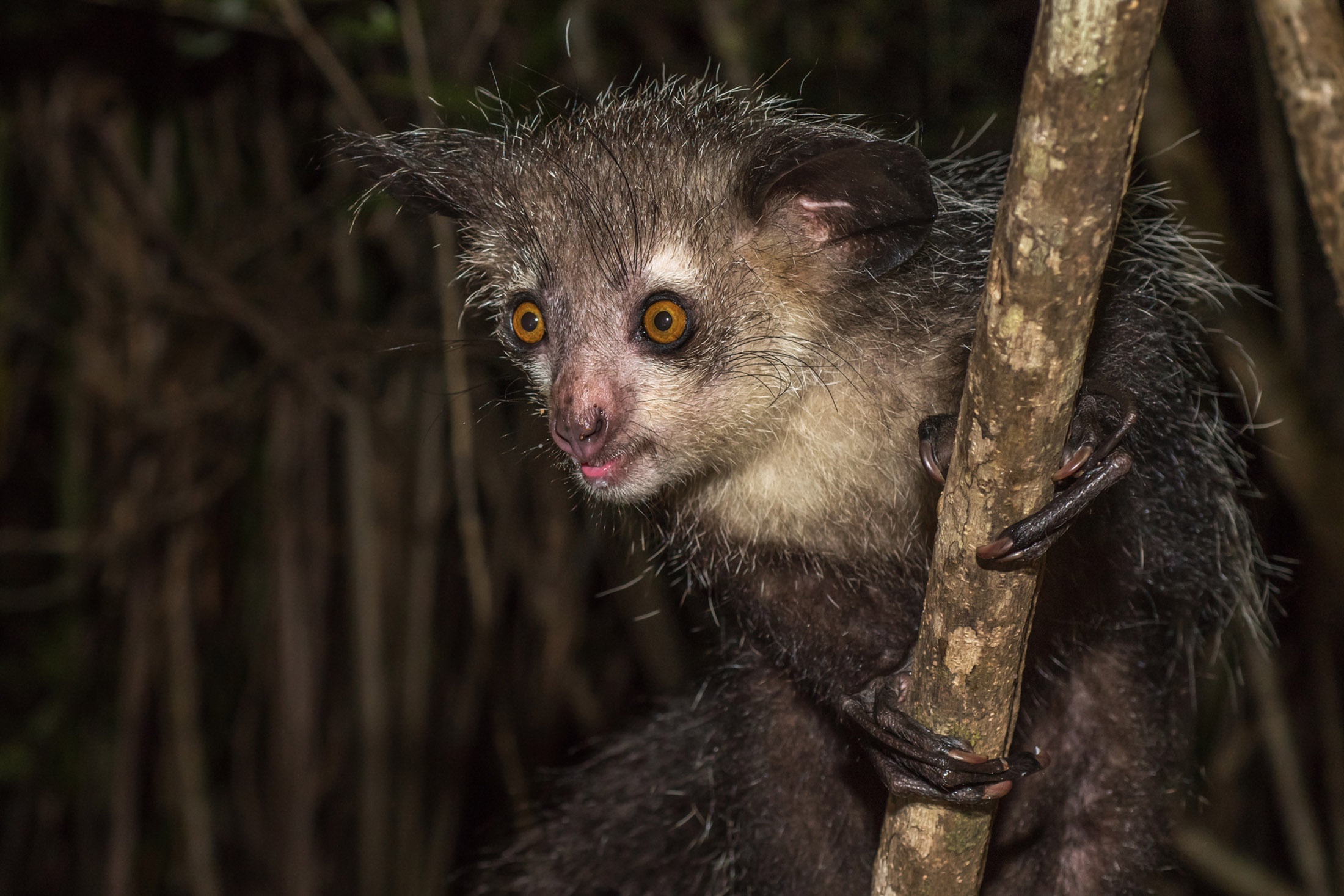 Руконожка вцепилась в ветку