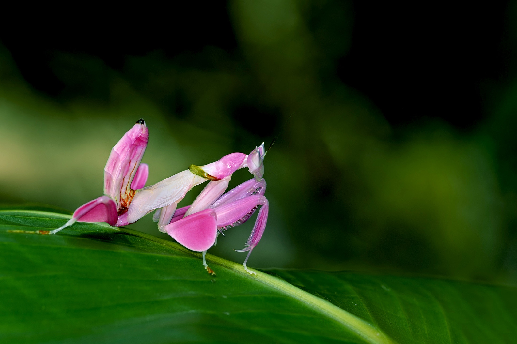 Орхидейный богомол 