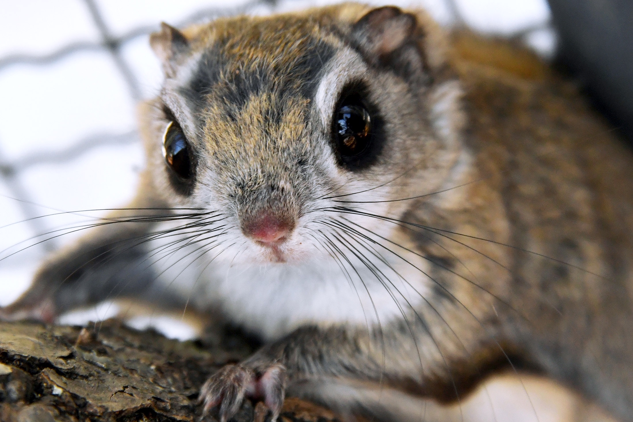 Белка-летяга