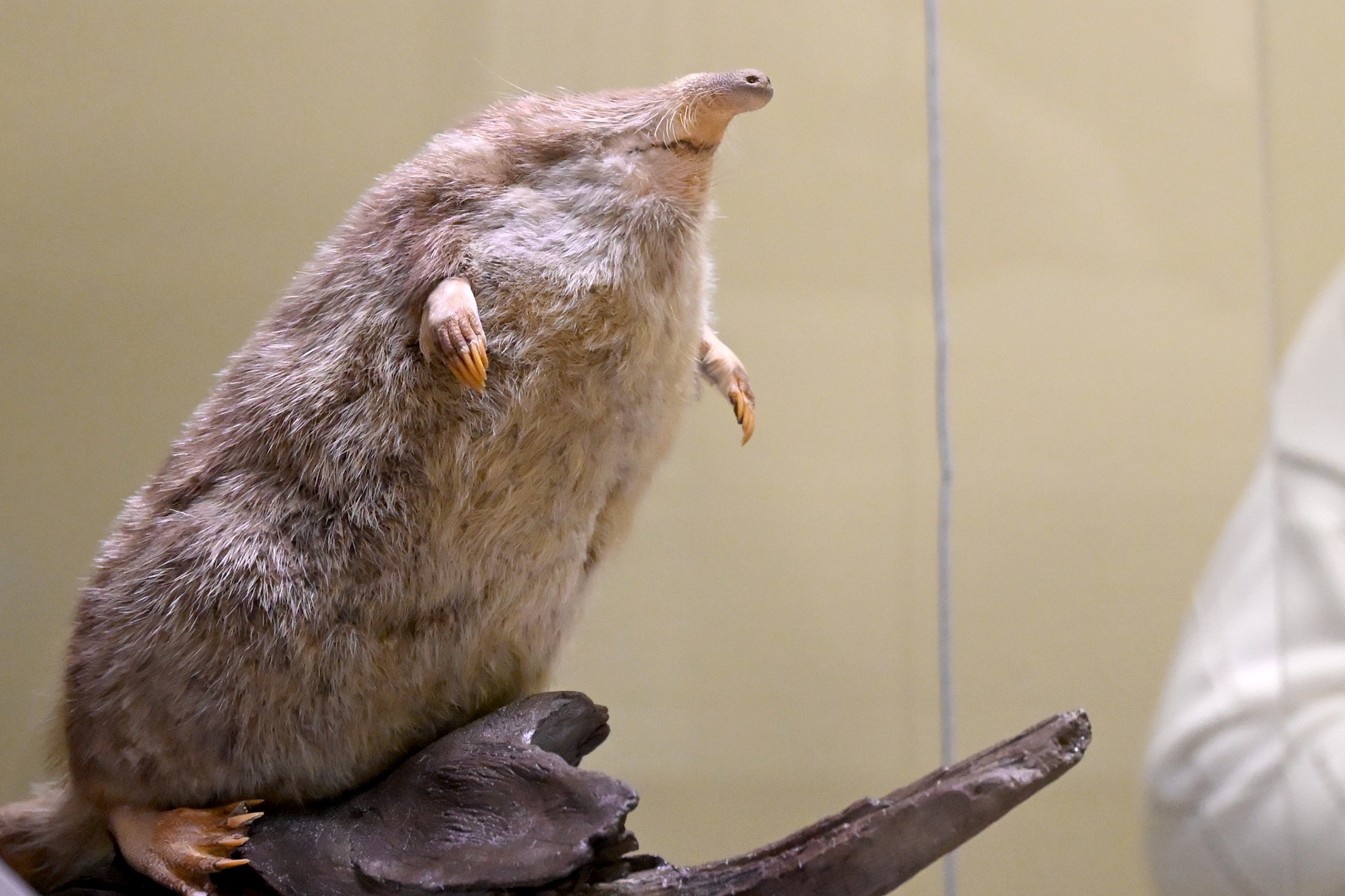 Выхухоль русская 