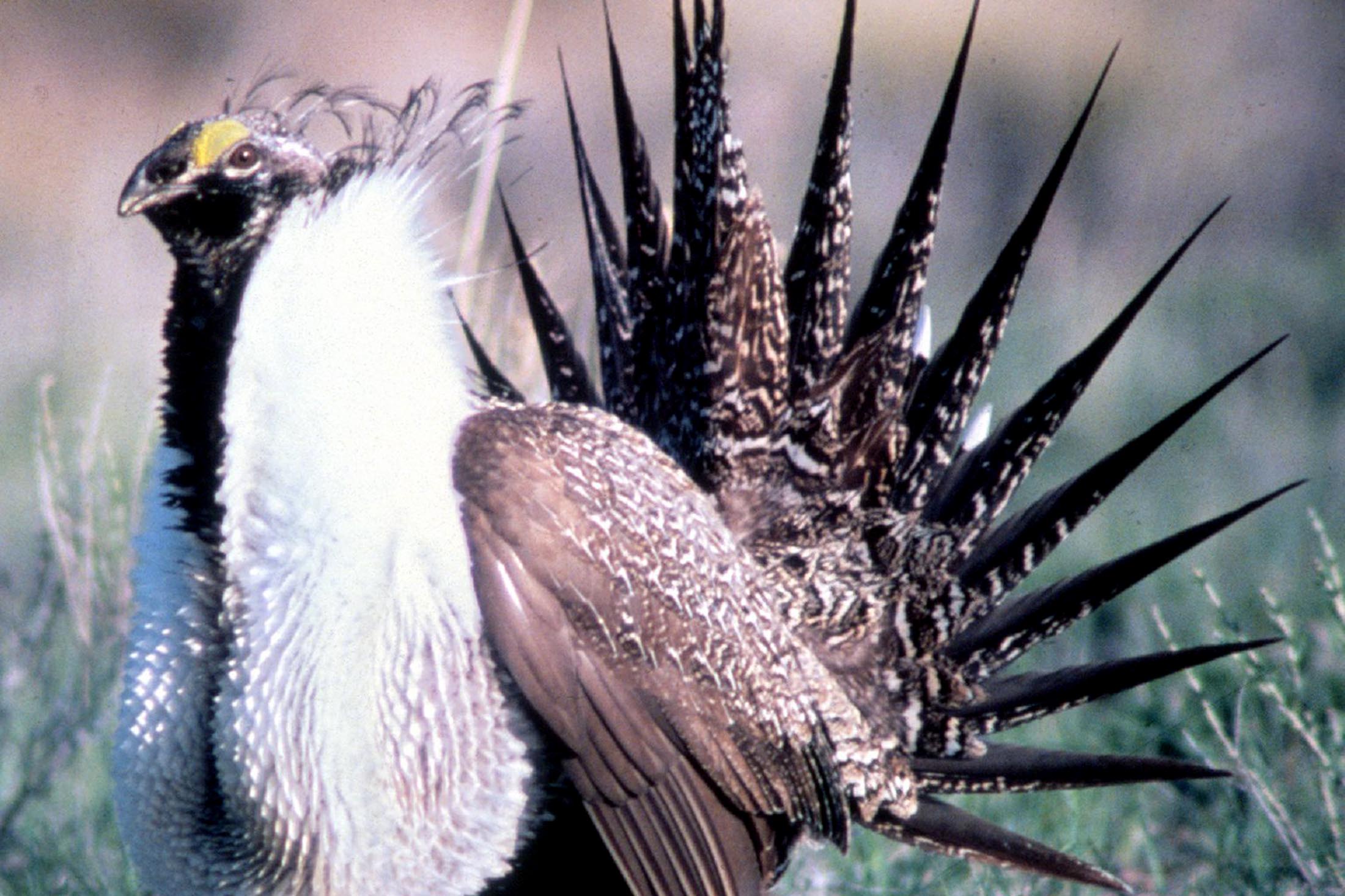 Шалфейный тетерев 