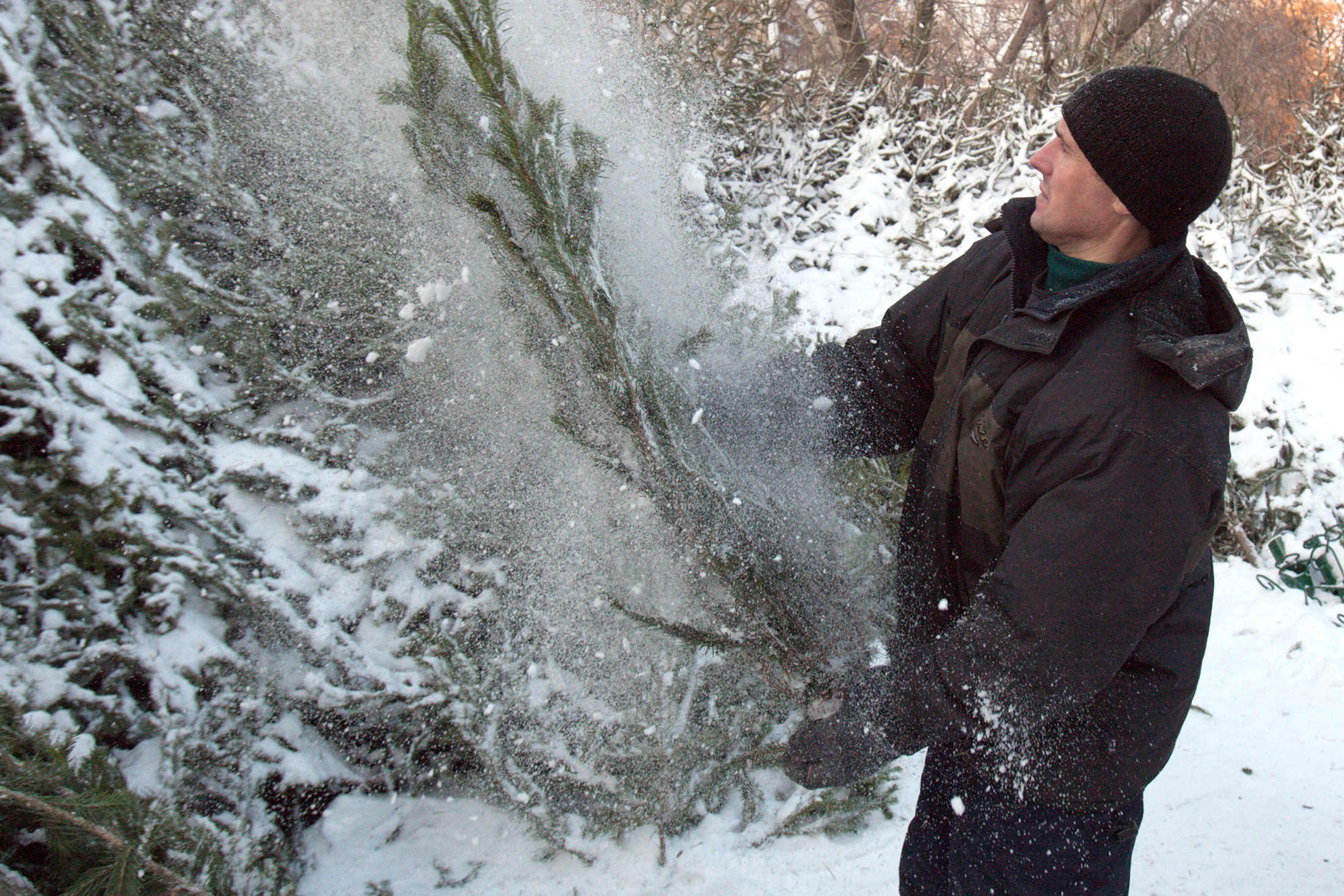 Лапник (еловые ветки)