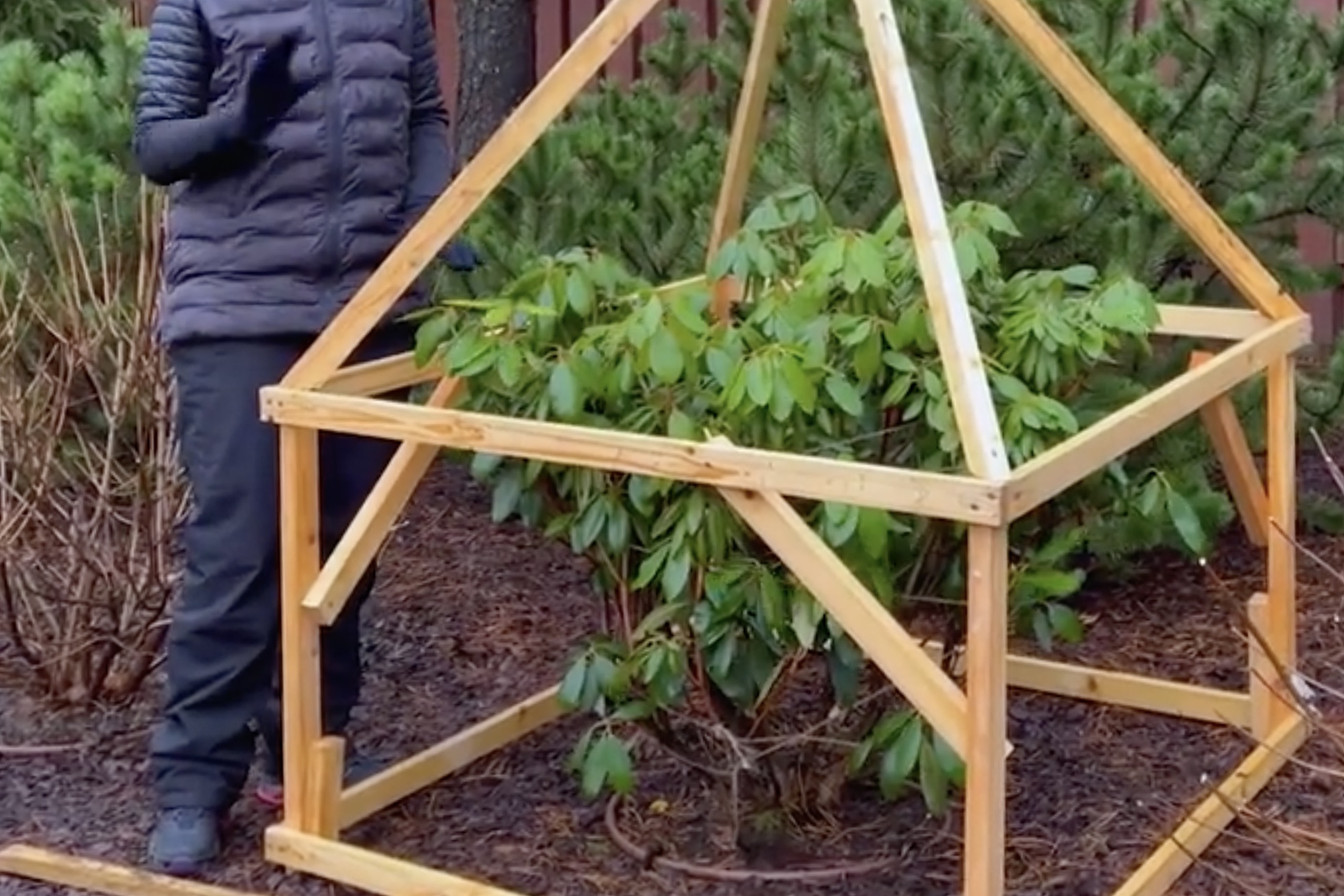 кустарники укрытие