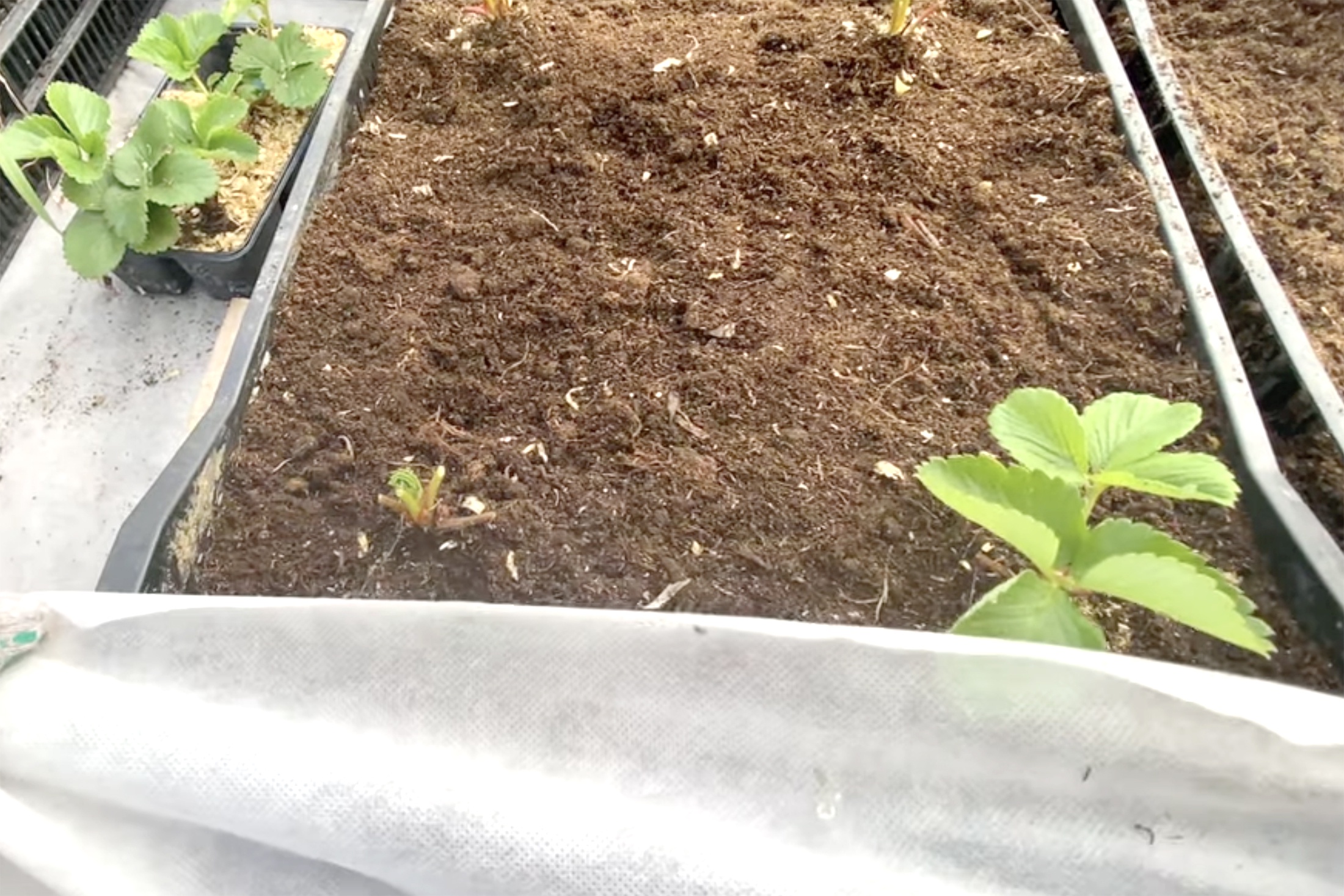 Клубника не любит перегрева укрывание