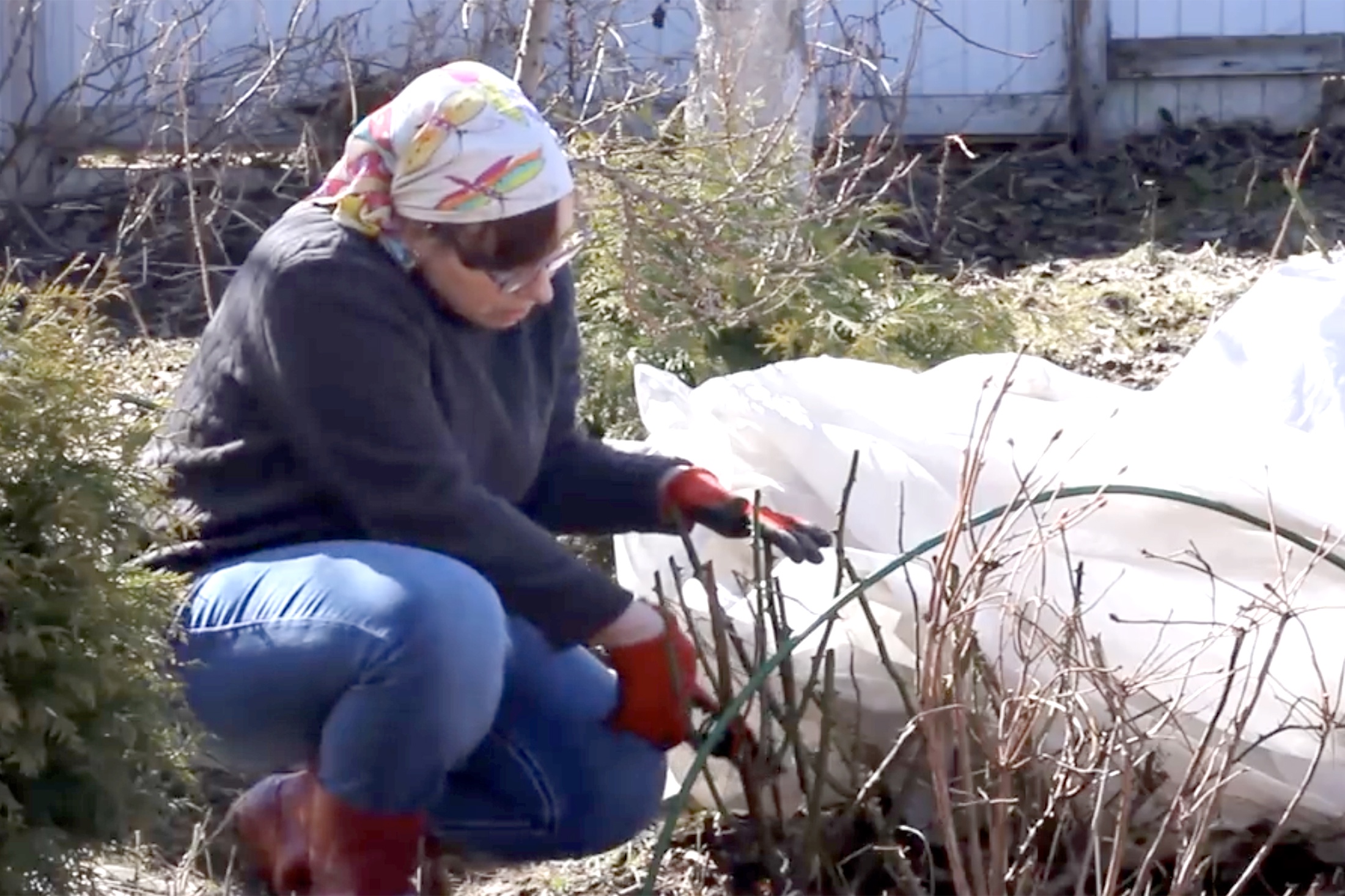 розы раскрытие после зимы