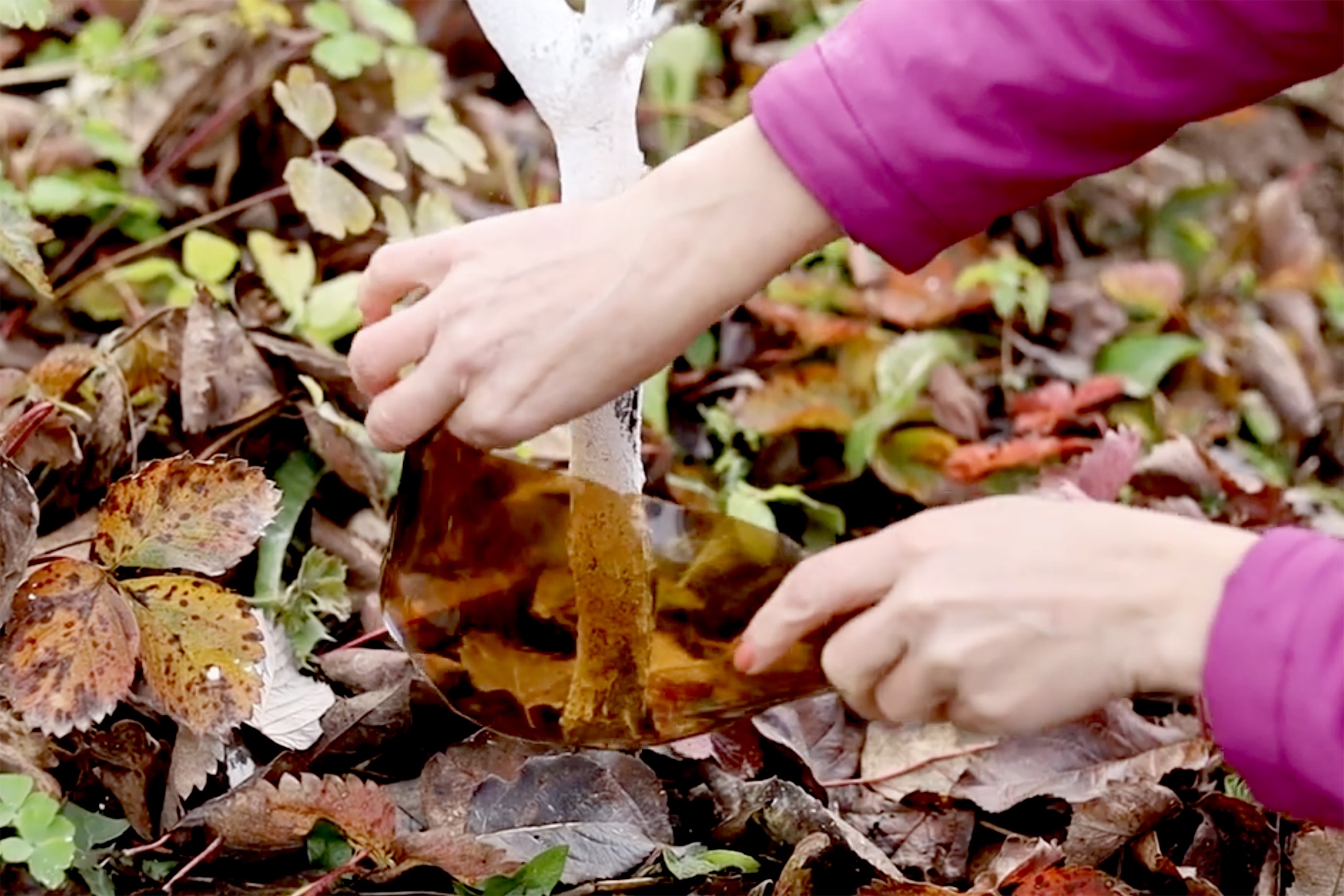 защита дерева от грызунов зимой