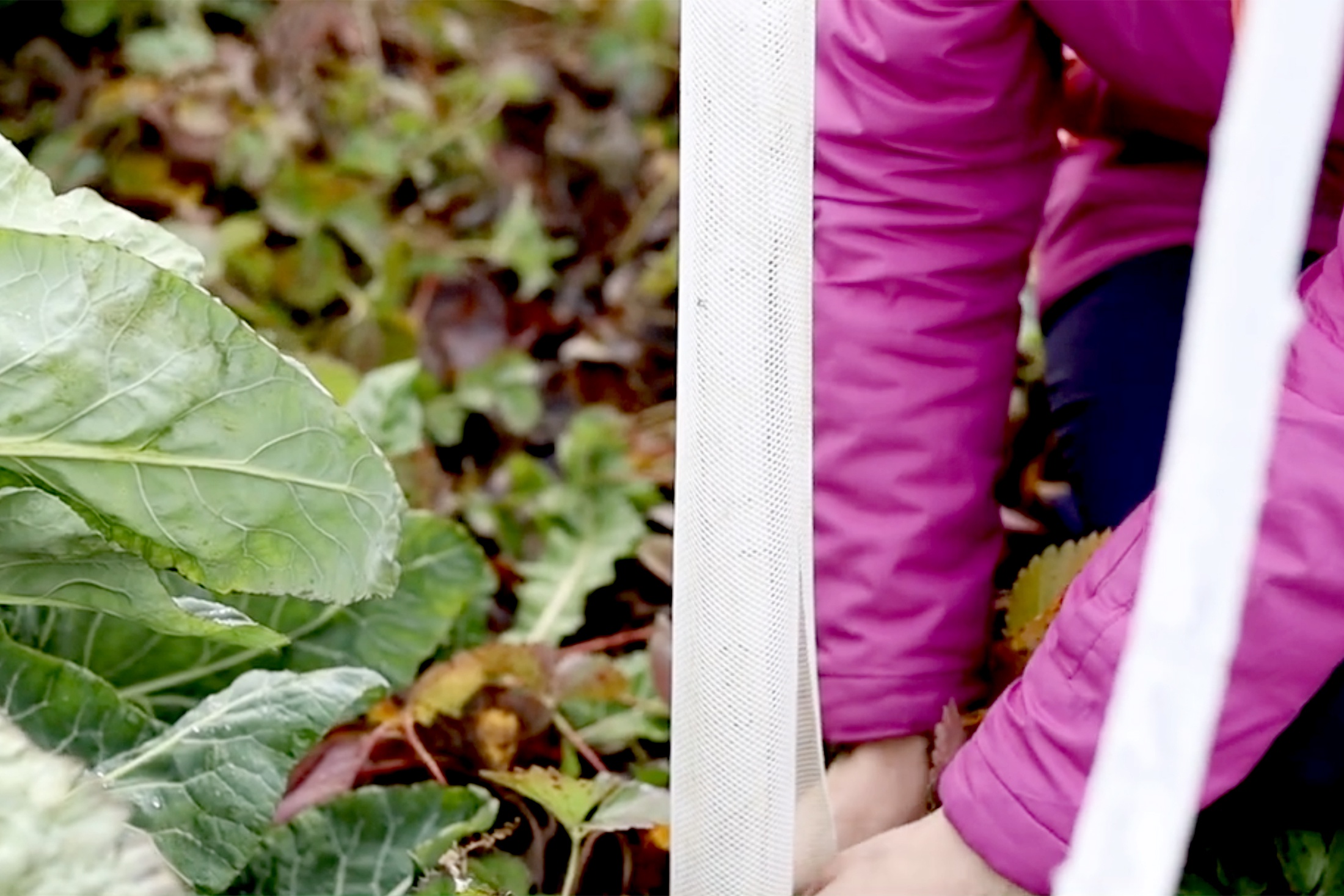 защита дерева от грызунов зимой - сетка