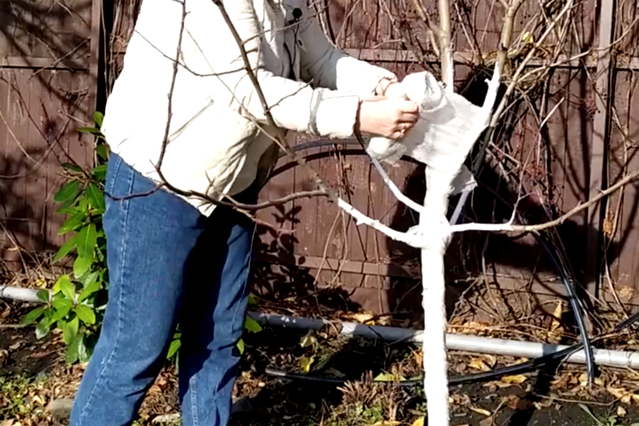 защита яблони зимой от грызунов