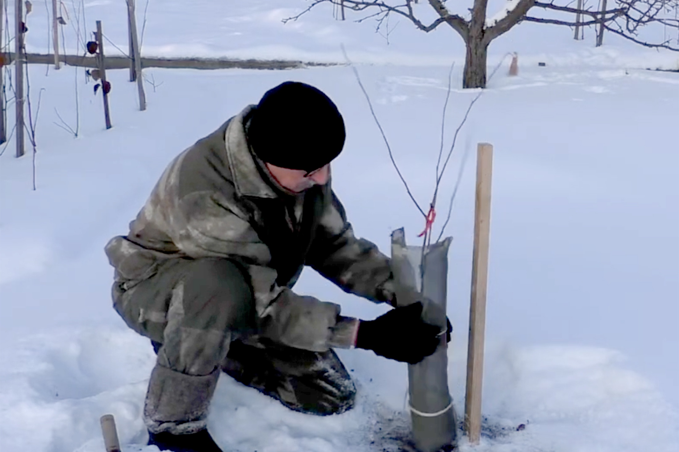 защита яблони сеткой