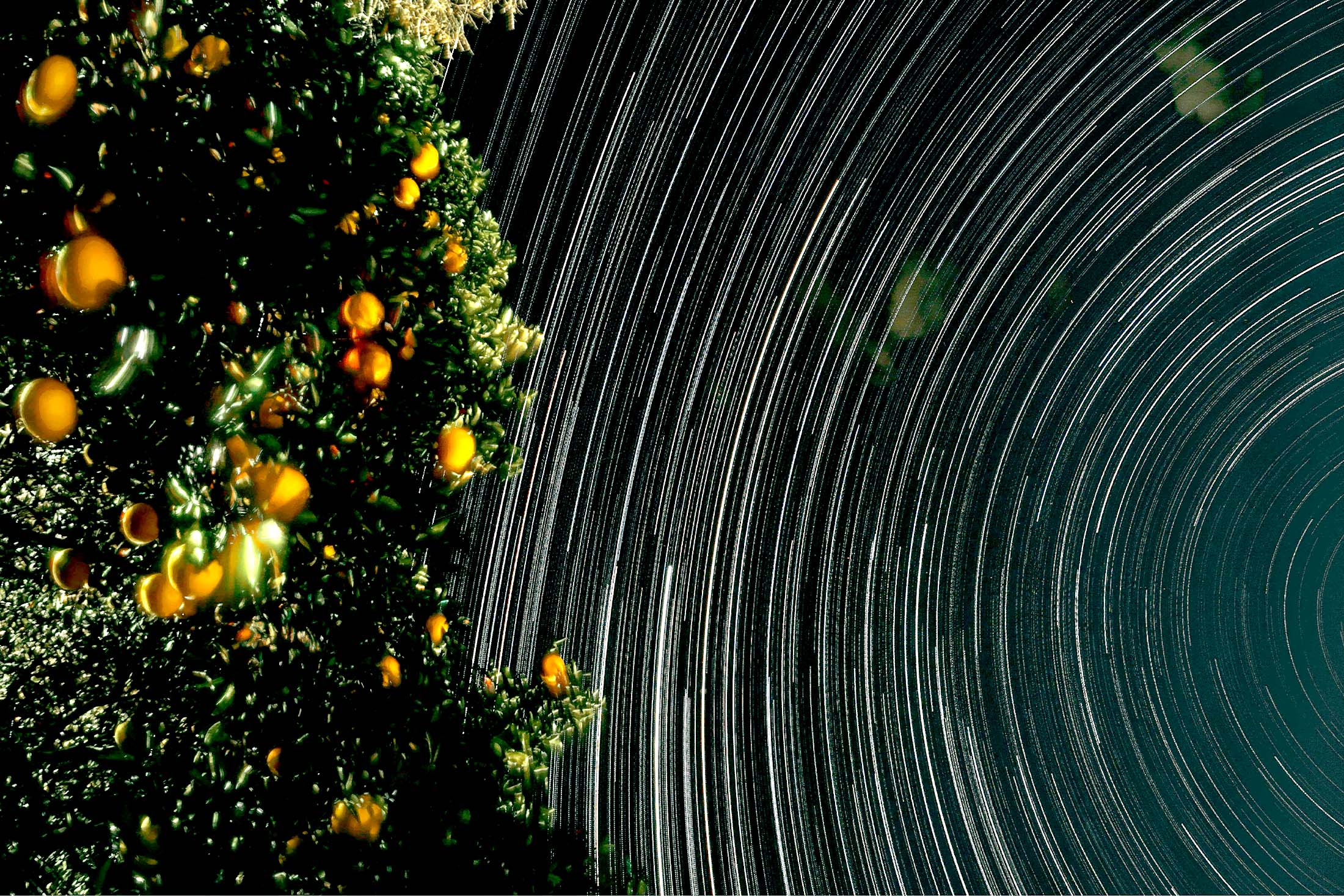 мандарины на фоне неба