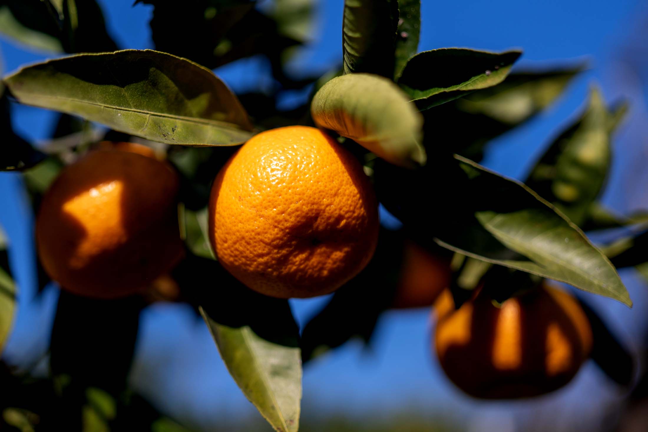 мандарины на ветке