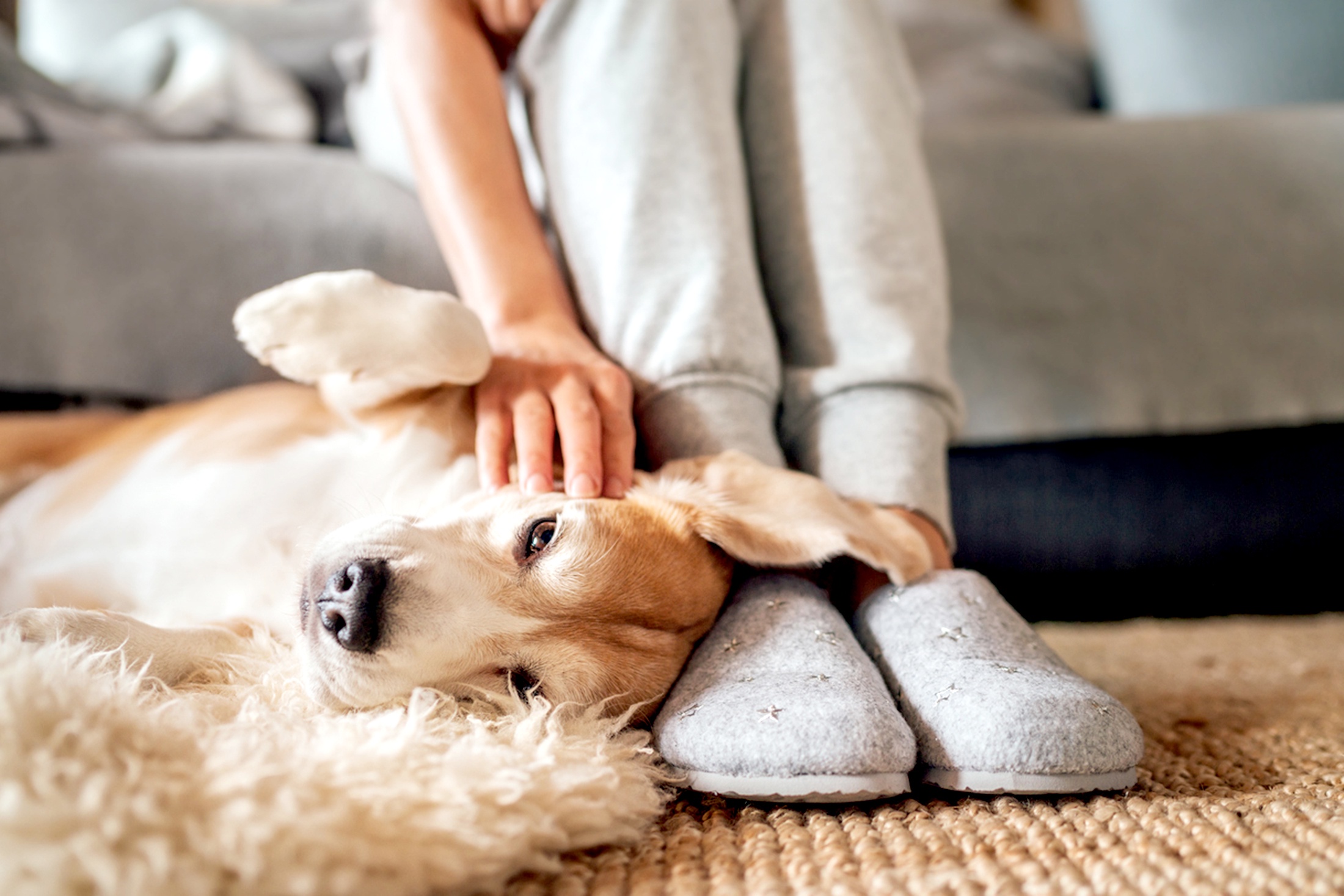 собака и хозяин