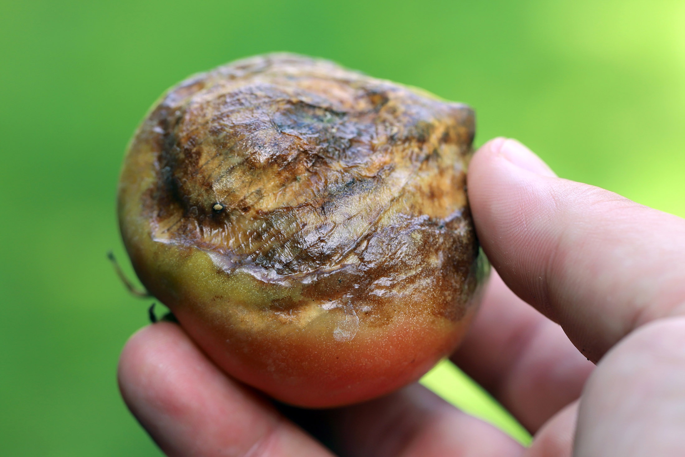 Фото крупным планом органических томатов, зараженных Phytophthora infestans