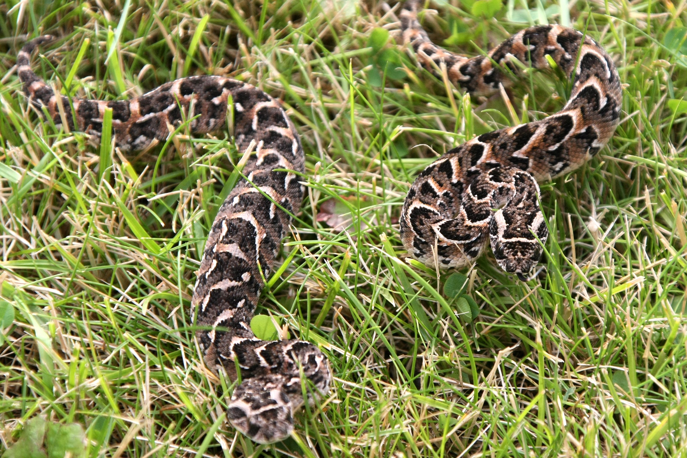 Детеныши шумящей гадюки (Bitis arietans) в Московском зоопарке.