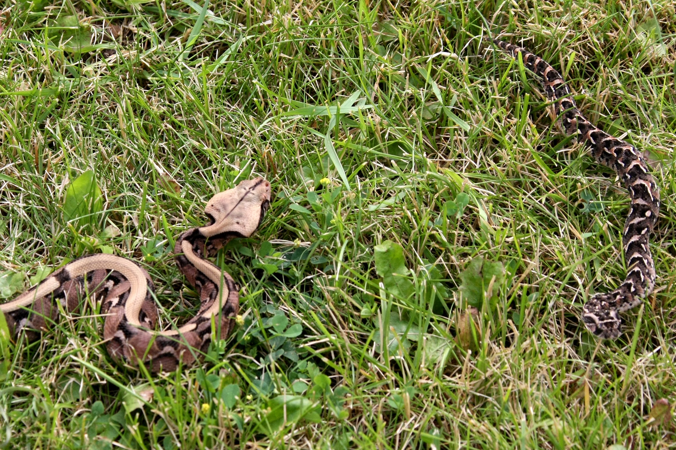 Детеныши габонской (Bitis gabonika) и шумящей (Bitis arietans) гадюк (слева направо) в Московском зоопарке.