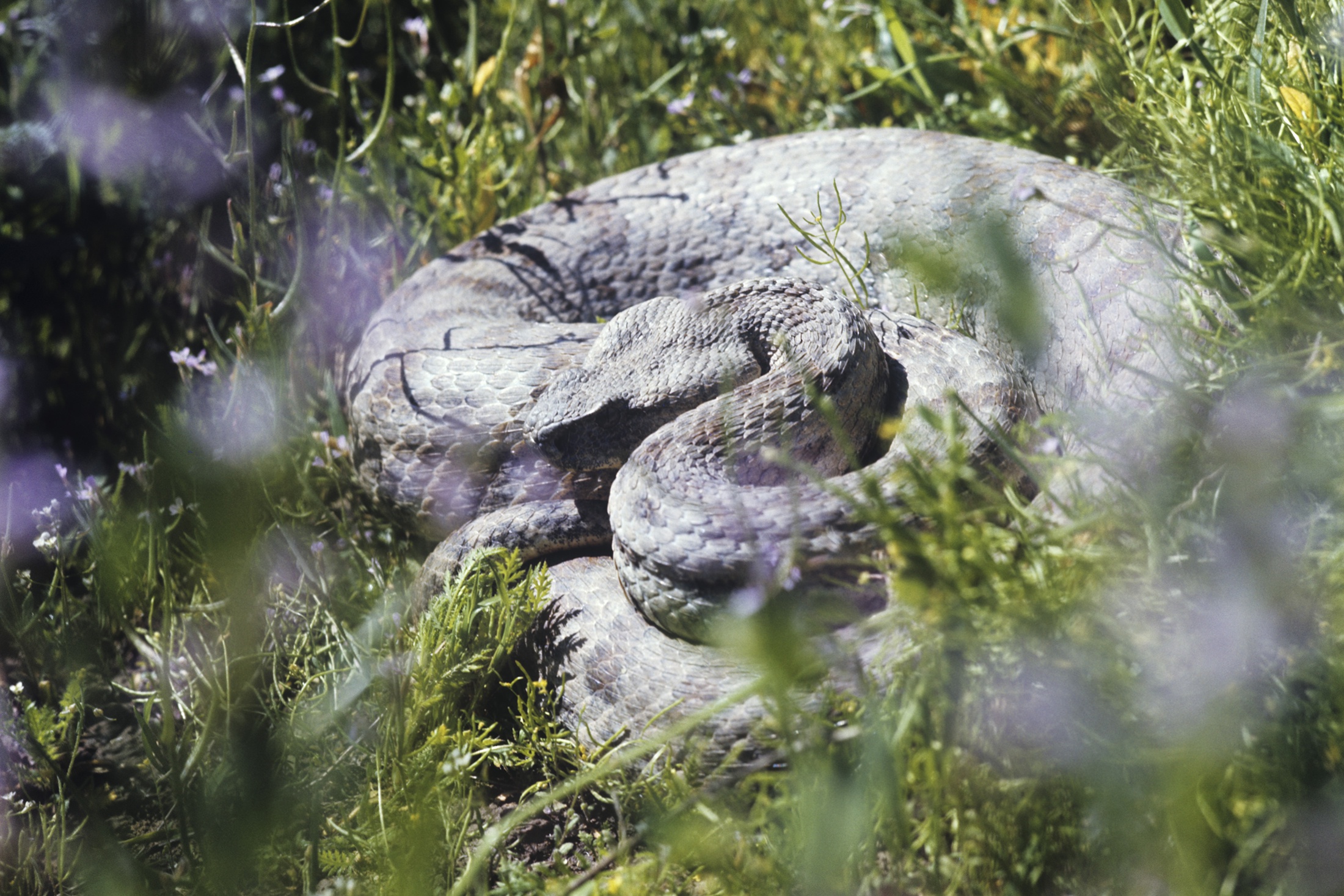 Гюрза (Vipera lebetina) - ядовитая змея рода гадюк.